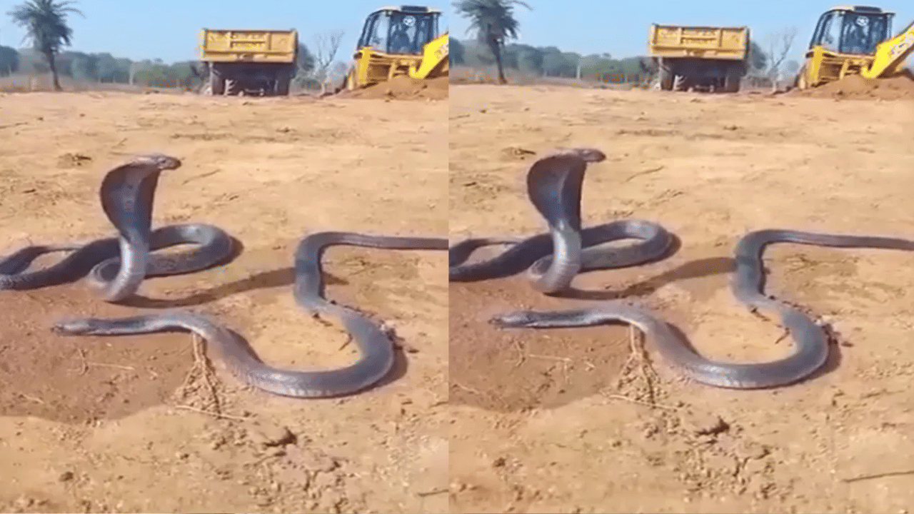 மறைந்த ஆண் பாம்புவுக்கு துக்கம் அனுசரிக்கும் பெண் பாம்பு – வைரல் வீடியோ