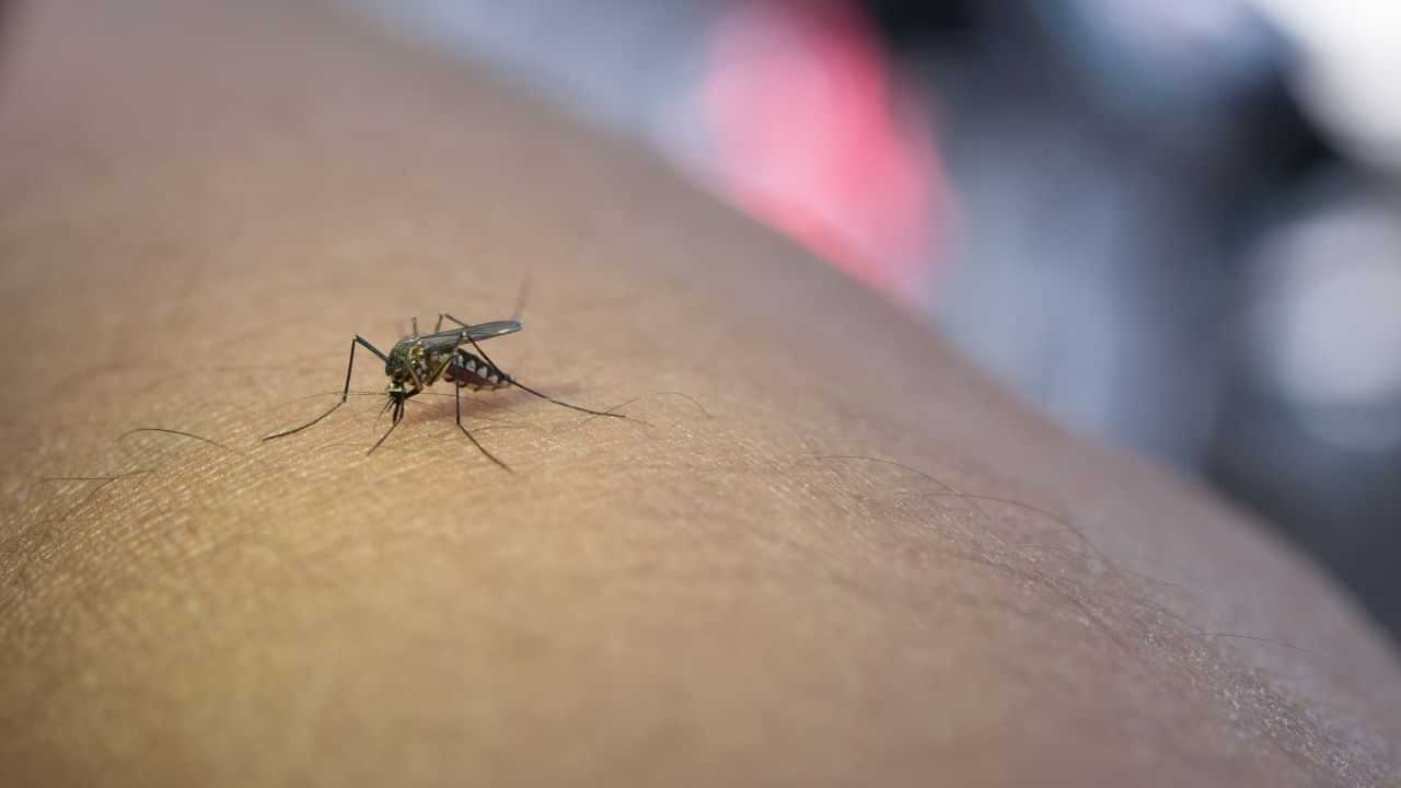 Dengue Fever: உலகளவில் அதிகரிக்கும் டெங்கு பாதிப்பு.. மக்கள் தங்களை பாதுகாப்பது எப்படி..? Dengue Fever: உலகளவில் அதிகரிக்கும் டெங்கு பாதிப்பு.. மக்கள் தங்களை பாதுகாப்பது எப்படி..?
