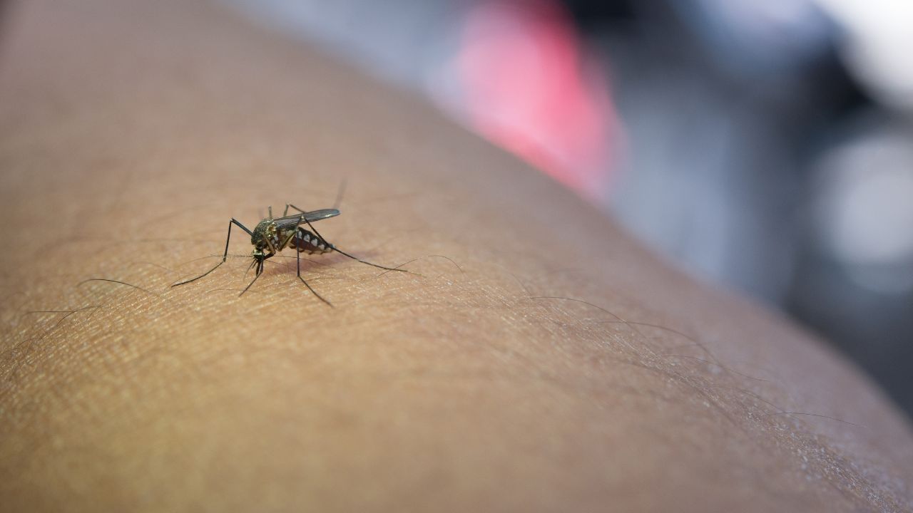 Dengue Fever: உலகளவில் அதிகரிக்கும் டெங்கு பாதிப்பு.. மக்கள் தங்களை பாதுகாப்பது எப்படி..?