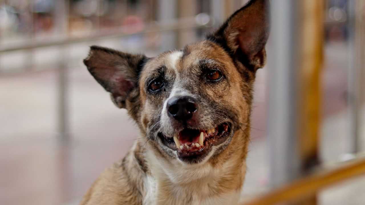 3.60 லட்சம் பேருக்கு நாய்க்கடி.. 22 பேர் உயிரிழப்பு.. பொது சுகாதாரத்துறை சொன்ன பகீர் தகவல்.. 3.60 லட்சம் பேருக்கு நாய்க்கடி.. 22 பேர் உயிரிழப்பு.. பொது சுகாதாரத்துறை சொன்ன பகீர் தகவல்..