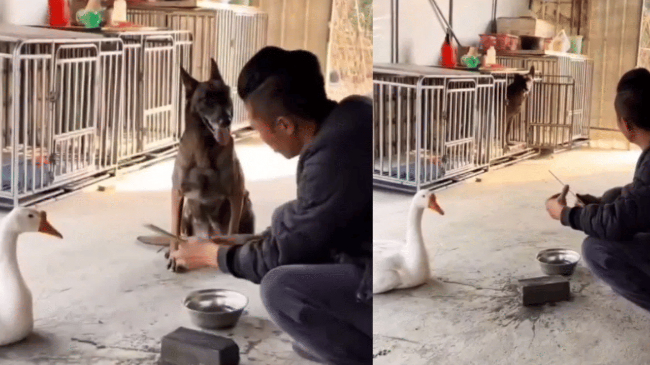 கத்தியைத் தீட்டிய நபர்....  பயந்து கூண்டுக்குள் ஒளிந்துகொண்ட நாய்  -  வைரலாகும் வீடியோ