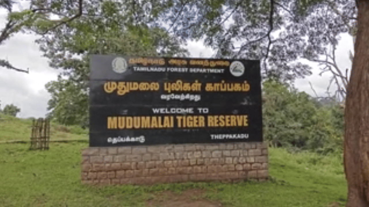 முதுமைலையில் உடல்நலக் குறைவால் யானை சந்தோஷ் மரணம்