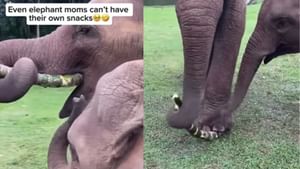 Viral Video : தாய் அன்பிற்கே ஈடேதம்மா.. குட்டி யானைக்கு கரும்பை உடைத்து கொடுக்கும் தாய் யானை.. அழகிய வீடியோ!