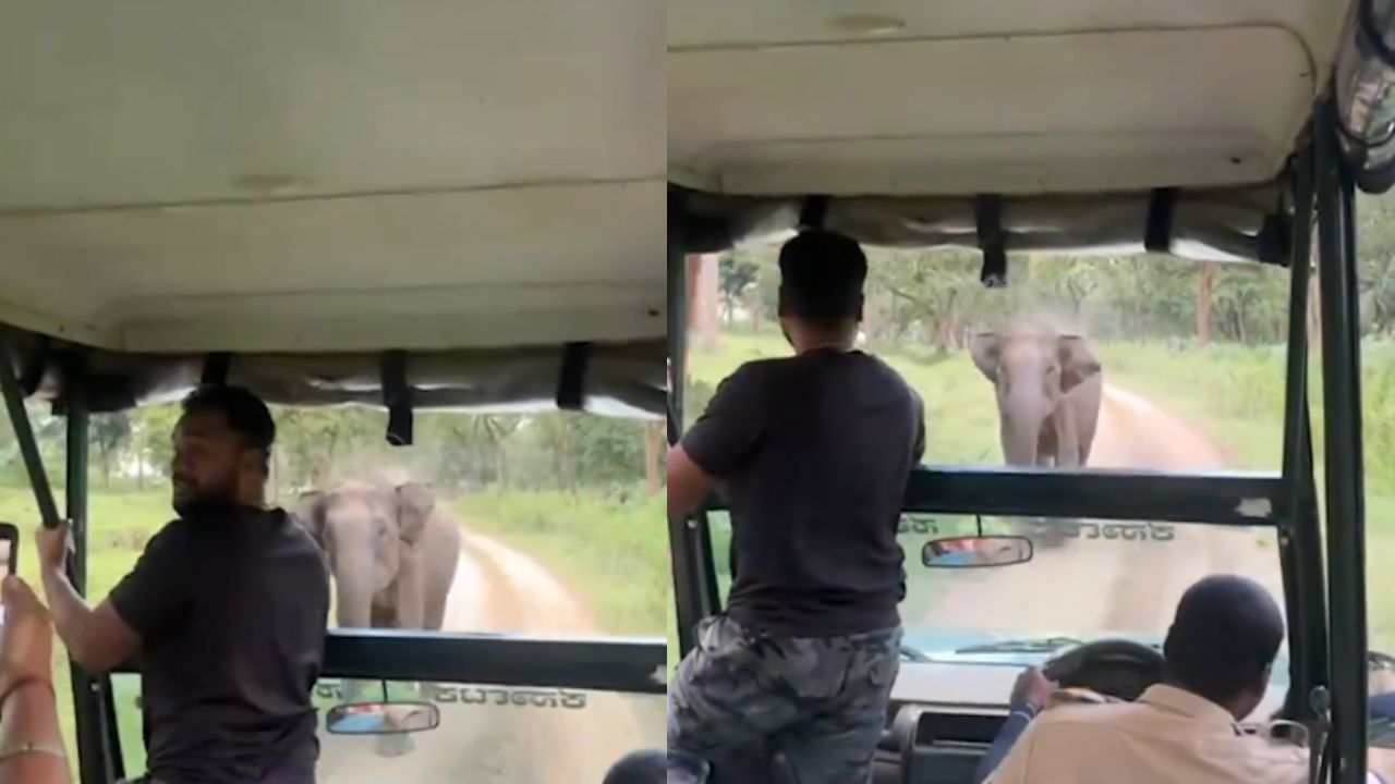Viral Video : சஃபாரி சென்ற வாகனத்தை ஆக்ரோஷமாக விரட்டிய யானை.. பதைபதைக்க வைக்கும் வீடியோ! Viral Video : சஃபாரி சென்ற வாகனத்தை ஆக்ரோஷமாக விரட்டிய யானை.. பதைபதைக்க வைக்கும் வீடியோ!