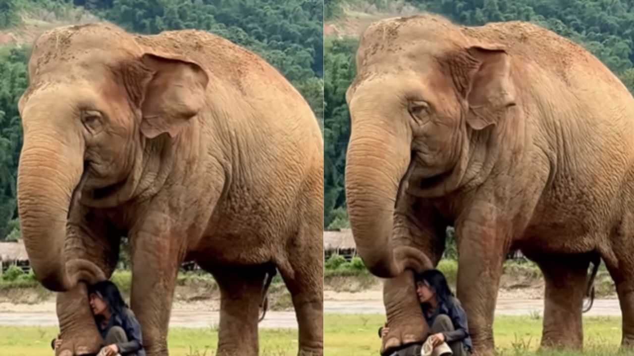 Viral Video : பாடல் பாடிய பாதுகாவலர்.. கட்டி அணைத்தபடி மெய் மறந்து கேட்ட யானை.. வைரல் வீடியோ! Viral Video : பாடல் பாடிய பாதுகாவலர்.. கட்டி அணைத்தபடி மெய் மறந்து கேட்ட யானை.. வைரல் வீடியோ!