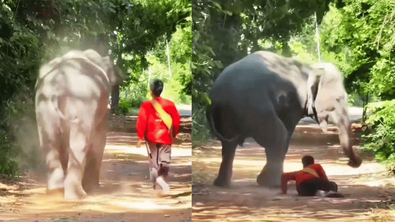 திடீரென கீழே விழுந்த பாகன்… துடித்துப்போன யானை – வைரலாகும் வீடியோ திடீரென கீழே விழுந்த பாகன்… துடித்துப்போன யானை – வைரலாகும் வீடியோ