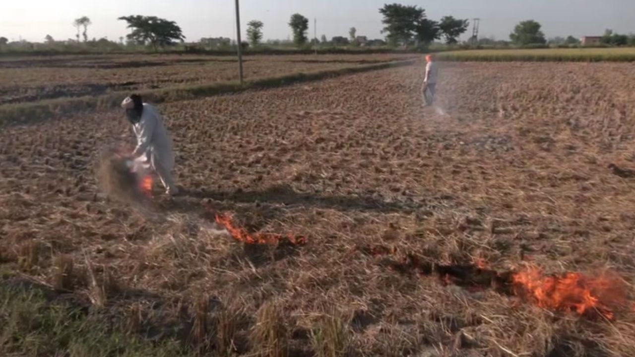 பஞ்சாபில் பயிர் கழிவுகளை நீக்க புதிய முயற்சி.. சூப்பர் திட்டம் வகுத்த விவசாயிகள்!