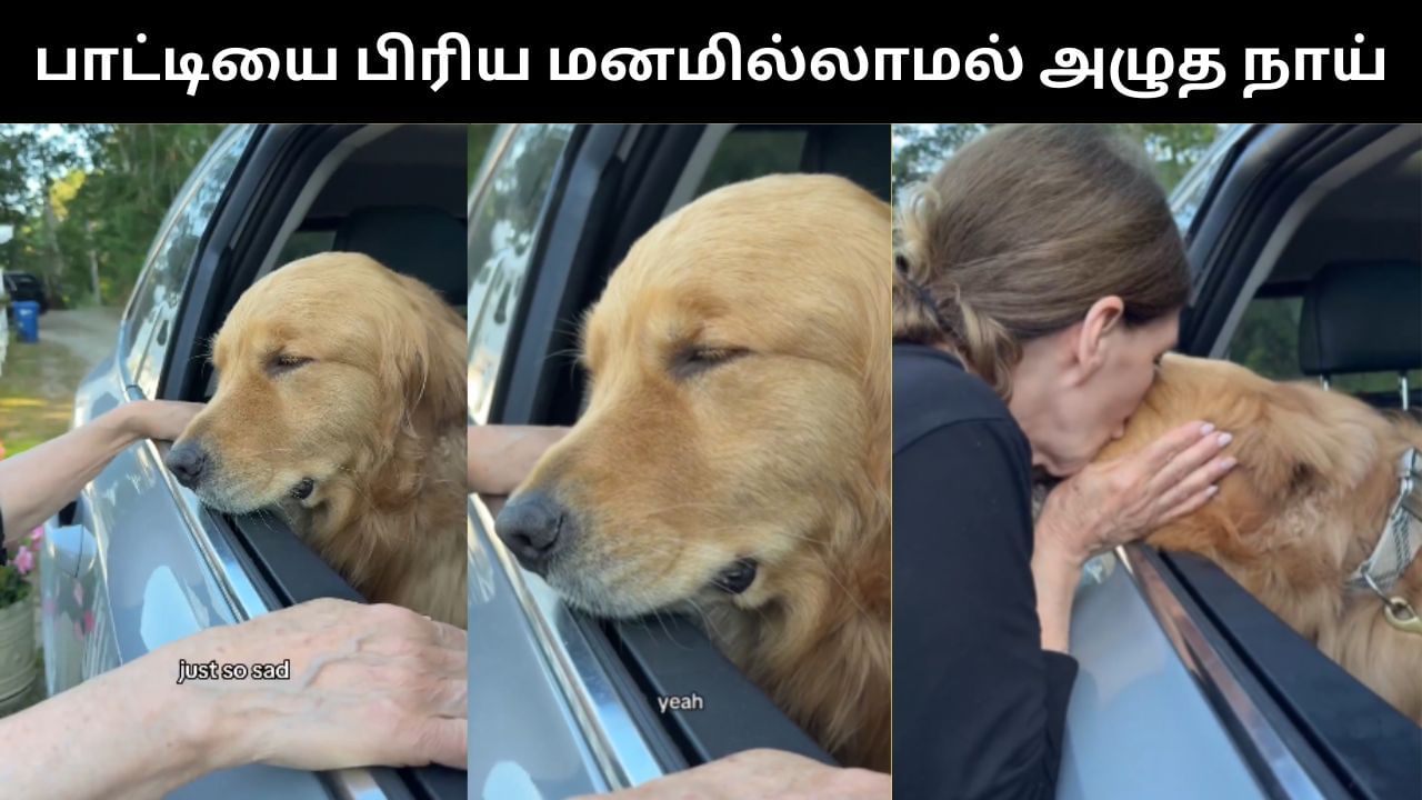Viral Video : பாட்டியை விட்டு பிரிய மனமில்லாமல் அழுத Golden Retriever.. உணர்ச்சி பொங்கும் வீடியோ வைரல்!