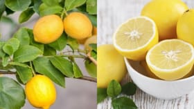 கோடைக்காலம்: எலுமிச்சை ஜூஸ் எல்லோருக்கும் ஏற்றதா?...