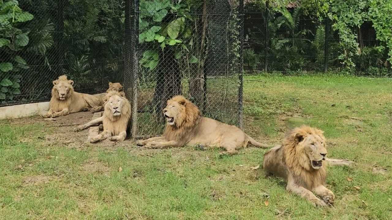 திக்திக்..  திடீரென பூங்கா ஊழியரை கடித்து கொன்ற சிங்கக் கூட்டம்.. அதிர்ச்சியில் சுற்றுலா பயணிகள்
