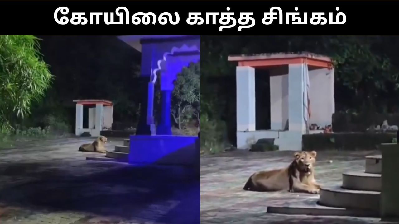 Viral Video : கோயிலை காவல் காத்த சிங்கம்?.. இணையத்தை ஆச்சர்யத்தில் ஆழ்த்திய வீடியோ!