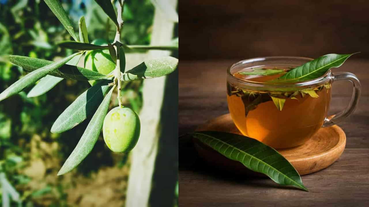 Health Tips: சர்க்கரை நோயை கட்டுப்படுத்தும் இந்த பானம்.. இதை தயாரிப்பது எப்படி? Health Tips: சர்க்கரை நோயை கட்டுப்படுத்தும் இந்த பானம்.. இதை தயாரிப்பது எப்படி?