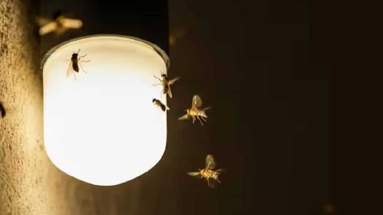 Monsoon Insects: மழைக்காலத்தில் இரவில் படையெடுக்கும் பூச்சிகள்.. லைட் ஆன் பண்ண முடியாமல் தவிப்பா..? விரட்ட எளிய வழிகள்! Monsoon Insects: மழைக்காலத்தில் இரவில் படையெடுக்கும் பூச்சிகள்.. லைட் ஆன் பண்ண முடியாமல் தவிப்பா..? விரட்ட எளிய வழிகள்!