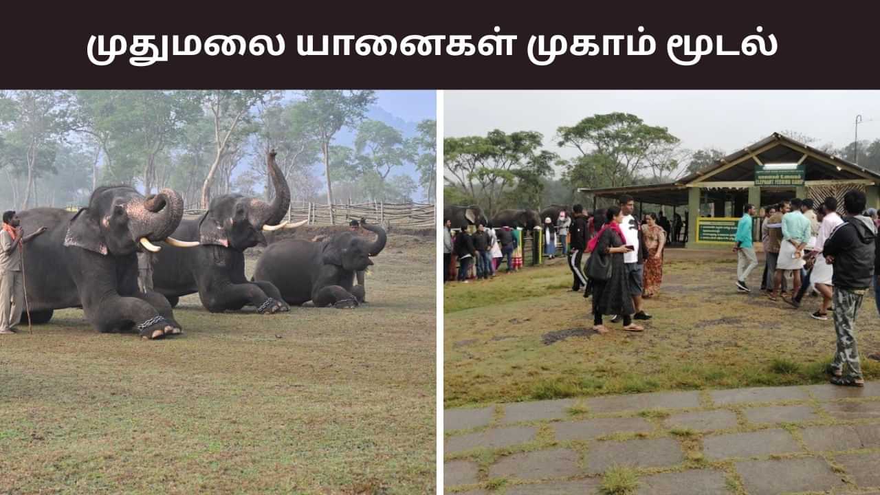 நீலகிரிக்கு டூர் செல்ல பிளானா? யானைகள் முகாம் 4 நாட்கள் மூடல்..  வெளியான அறிவிப்பு