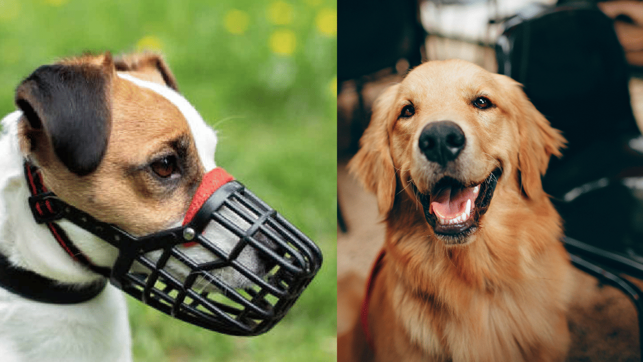 சென்னையில் வீட்டு நாய்களுக்கு சிப் கட்டாயம்.. உரிமையாளர்களுக்கு எச்சரிக்கை! சென்னையில் வீட்டு நாய்களுக்கு சிப் கட்டாயம்.. உரிமையாளர்களுக்கு எச்சரிக்கை!