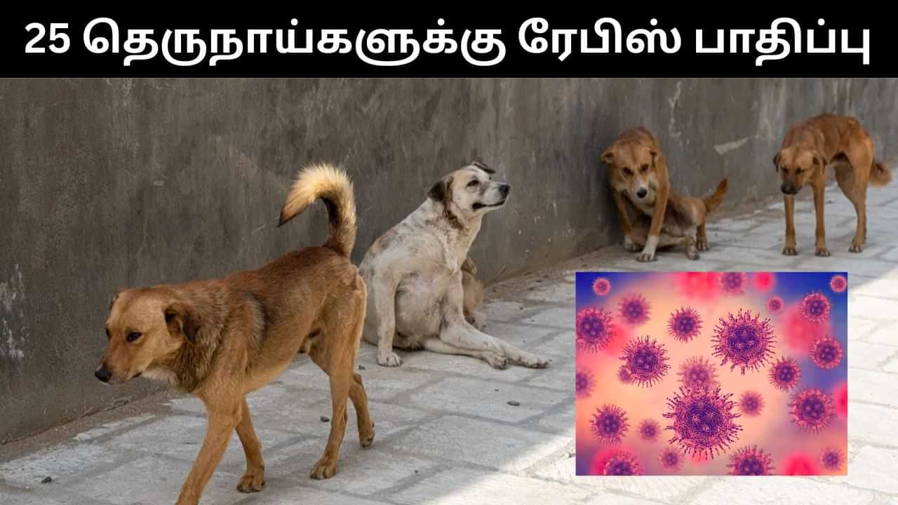 இறந்த 45 தெருநாய்களில் 25 நாய்களுக்கு ரேபிஸ் தொற்று உறுதி.. கோயம்புத்தூரில் அதிர்ச்சி!