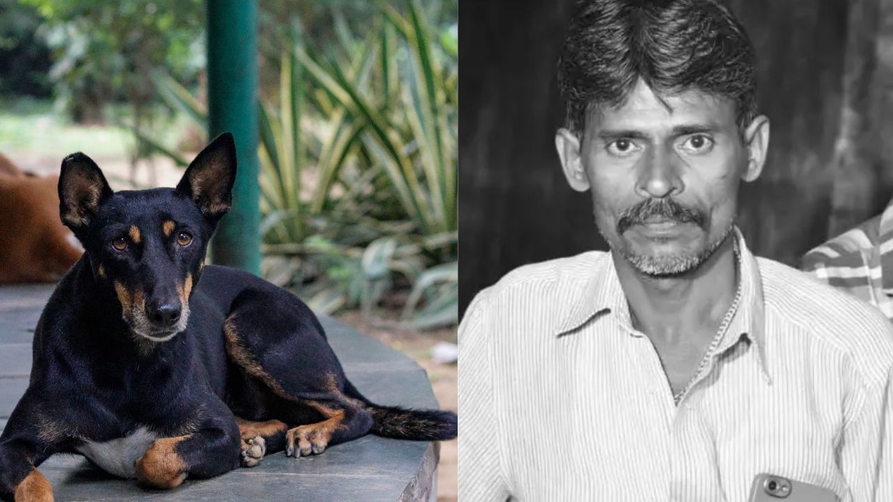 அதிகரிக்கும் தெரு நாய் தொல்லை.. சென்னையில் ரேபிஸ் தாக்கி ஒருவர் உயிரிழப்பு.. அதிகரிக்கும் தெரு நாய் தொல்லை.. சென்னையில் ரேபிஸ் தாக்கி ஒருவர் உயிரிழப்பு..