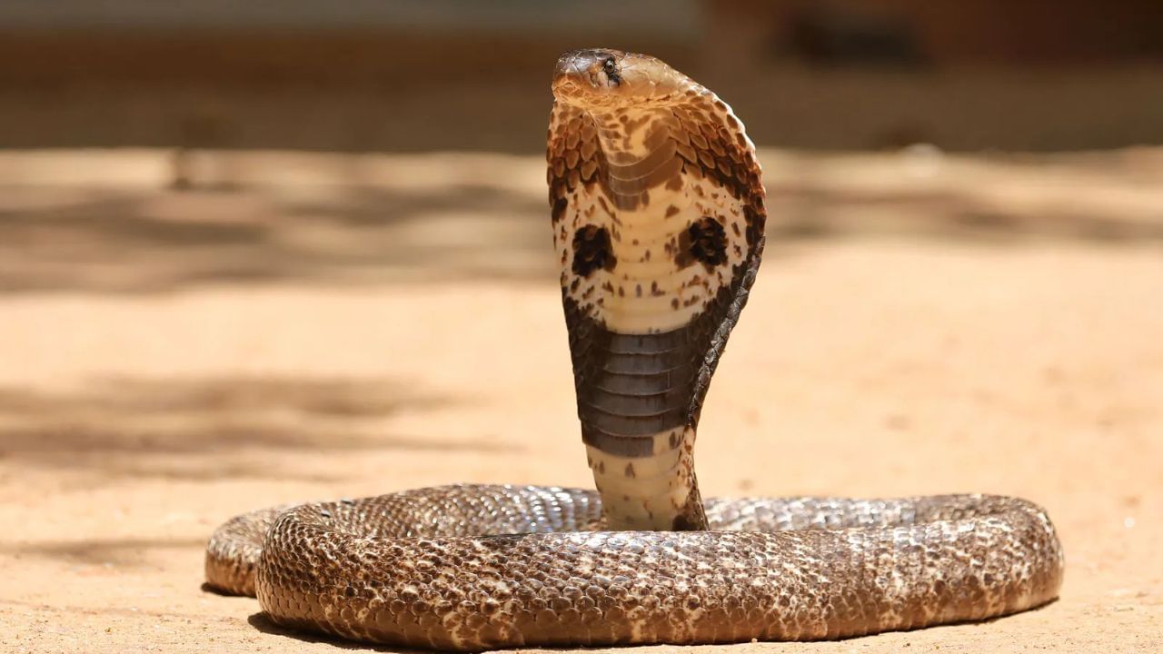 மதுபோதையில் பாம்பின் தலையை கடித்த நபர்..  அடுத்து நேர்ந்த  விபரீதம்!