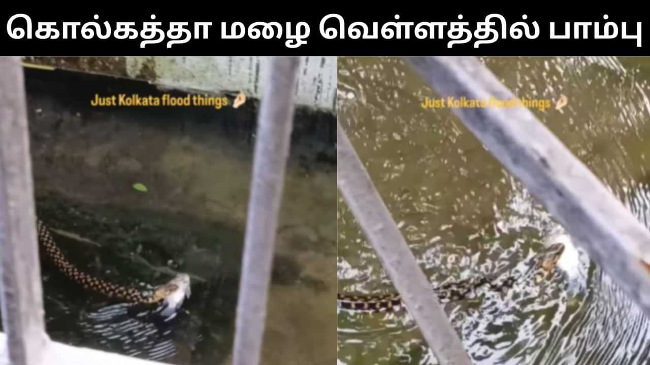 Viral Video : கொல்கத்தா மழை வெள்ளம்.. மீனை கவ்விக்கொண்டு சுற்றி வந்த பாம்பு.. குடியிருப்பு வாசிகள் அச்சம்! Viral Video : கொல்கத்தா மழை வெள்ளம்.. மீனை கவ்விக்கொண்டு சுற்றி வந்த பாம்பு.. குடியிருப்பு வாசிகள் அச்சம்!