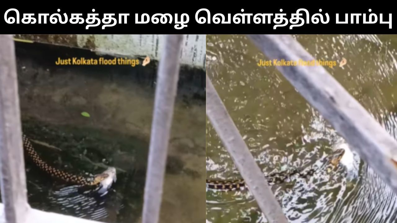 Viral Video : கொல்கத்தா மழை வெள்ளம்.. மீனை கவ்விக்கொண்டு சுற்றி வந்த பாம்பு.. குடியிருப்பு வாசிகள் அச்சம்!