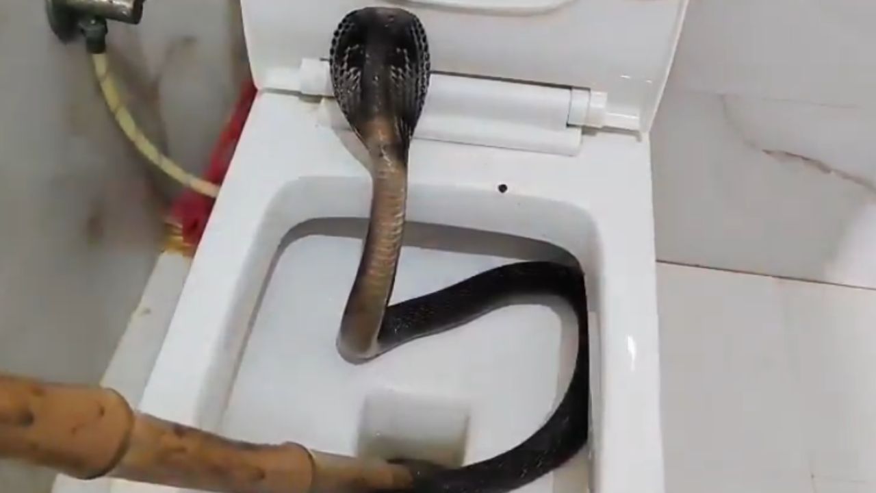 Viral Video : வெஸ்டர்ன் டாய்லெட்டில் இருந்து எட்டி பார்த்த பாம்பு.. பதைபதைக்க வைக்கும் வீடியோ! Viral Video : வெஸ்டர்ன் டாய்லெட்டில் இருந்து எட்டி பார்த்த பாம்பு.. பதைபதைக்க வைக்கும் வீடியோ!