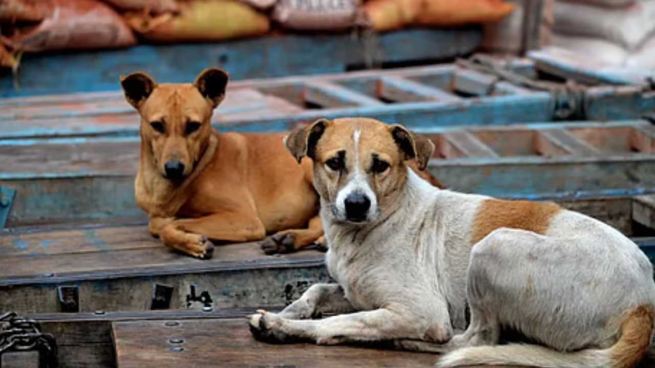 Tiruvannamalai: குறுக்கே பாய்ந்த தெரு நாய்கள்.. பைக் விபத்தில் சிறுமி பலி Tiruvannamalai: குறுக்கே பாய்ந்த தெரு நாய்கள்.. பைக் விபத்தில் சிறுமி பலி