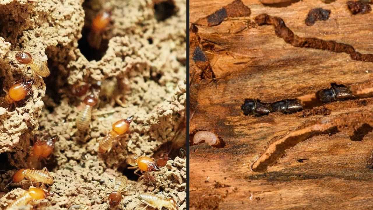 Termite Infestation: வீட்டை மெல்ல மெல்ல அழிக்கிறதா கரையான்..? எளிதாக விரட்ட சூப்பரான பொருட்கள்! Termite Infestation: வீட்டை மெல்ல மெல்ல அழிக்கிறதா கரையான்..? எளிதாக விரட்ட சூப்பரான பொருட்கள்!