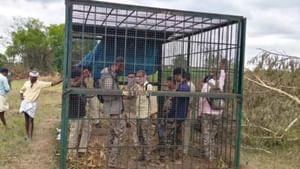 புலி கூண்டில் வனத்துறை அதிகாரிகள்.. பொதுமக்கள் கொடுத்த தண்டனை… காரணம் இதுவா?