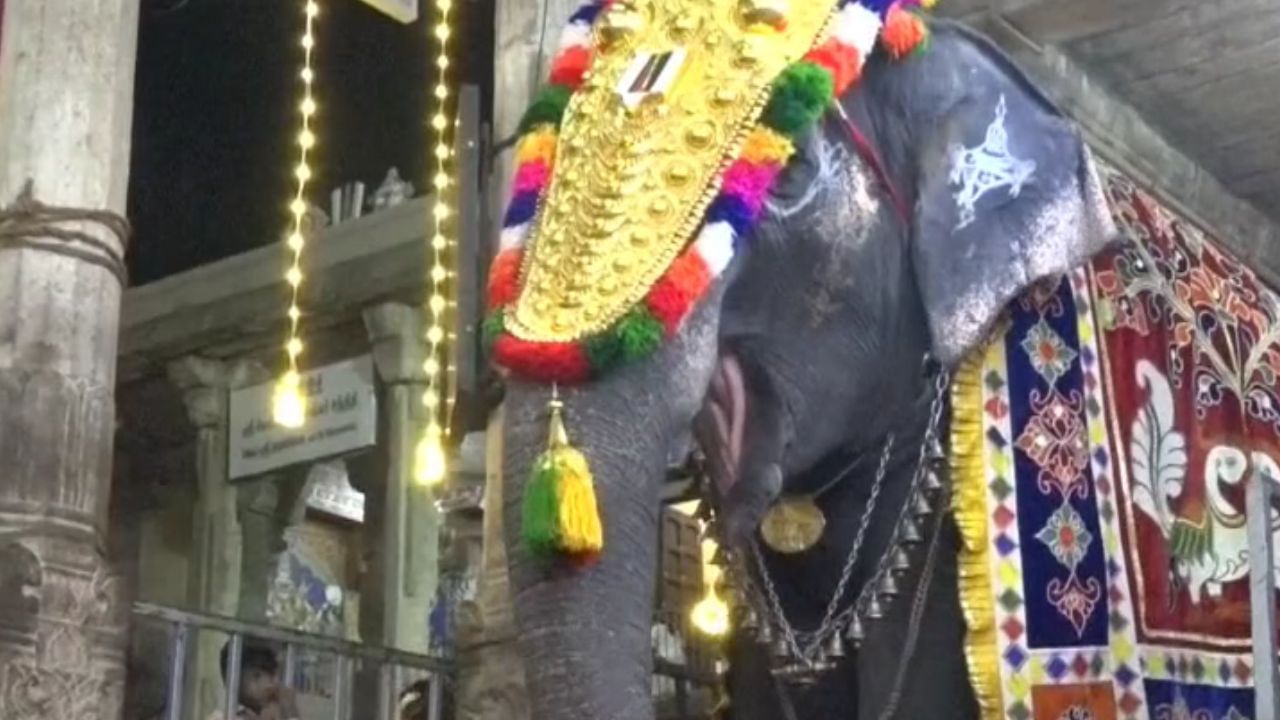 திருச்சி ஸ்ரீரங்கம் நவராத்திரி ஸ்பெஷல்.. கொண்டாட்டத்துடன் யானைகள்!