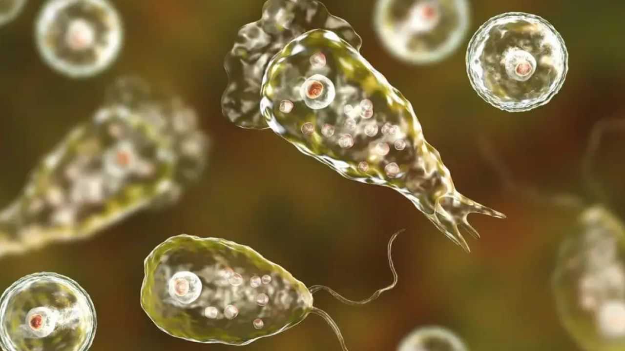 கேரளாவில் பரவும் மூளையை தின்னும் அமீபா.. தமிழகத்தில் முன்னெச்சரிக்கை நடவடிக்கைகள் எடுக்க உத்தரவு.. கேரளாவில் பரவும் மூளையை தின்னும் அமீபா.. தமிழகத்தில் முன்னெச்சரிக்கை நடவடிக்கைகள் எடுக்க உத்தரவு..