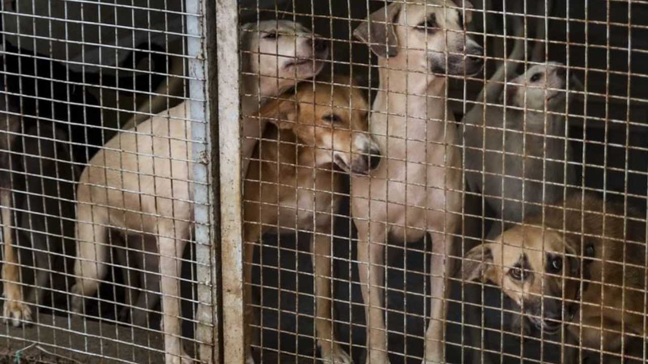 இது என்ன புதுசா இருக்கு? மனிதர்களை கடிக்கும் தெரு நாய்க்கு ஆயுள் தண்டனை..  வினோத உத்தரவு