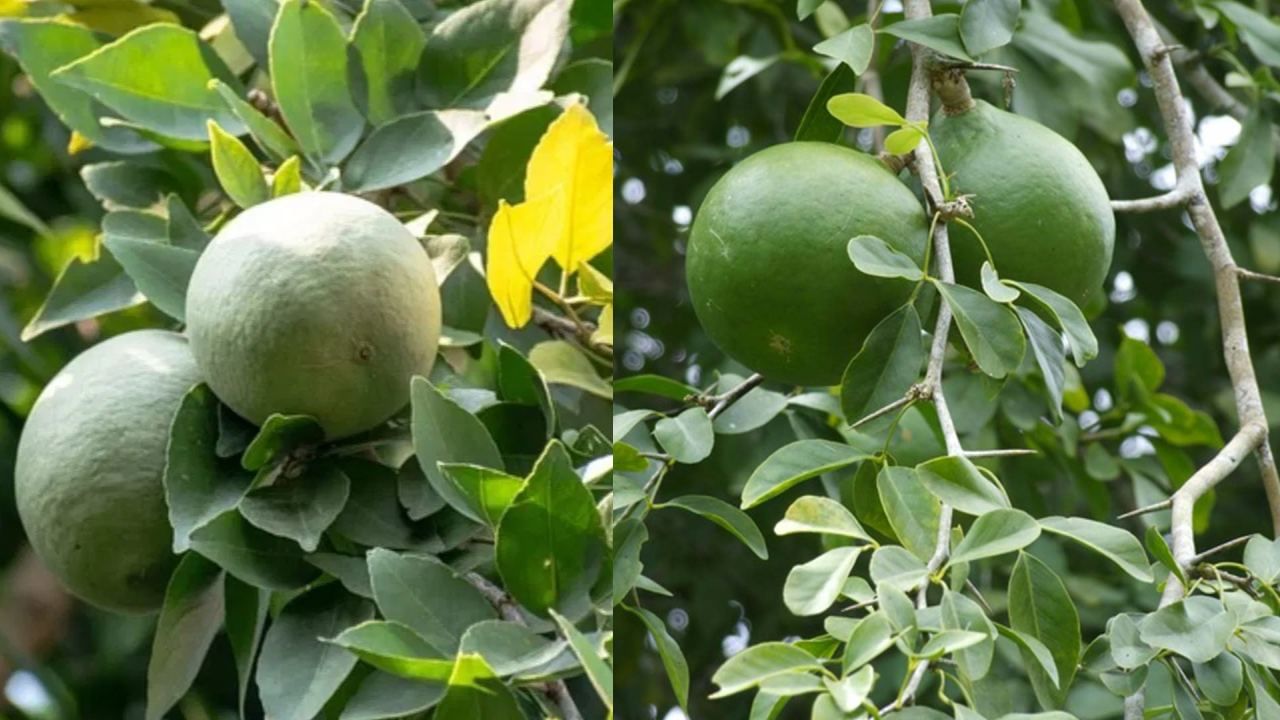 Vilvam Leaf Benefits: கடவுளுக்கு படைக்கப்படும் இலை.. உடலுக்கு இவ்வளவு நன்மைகளை தருமா..?