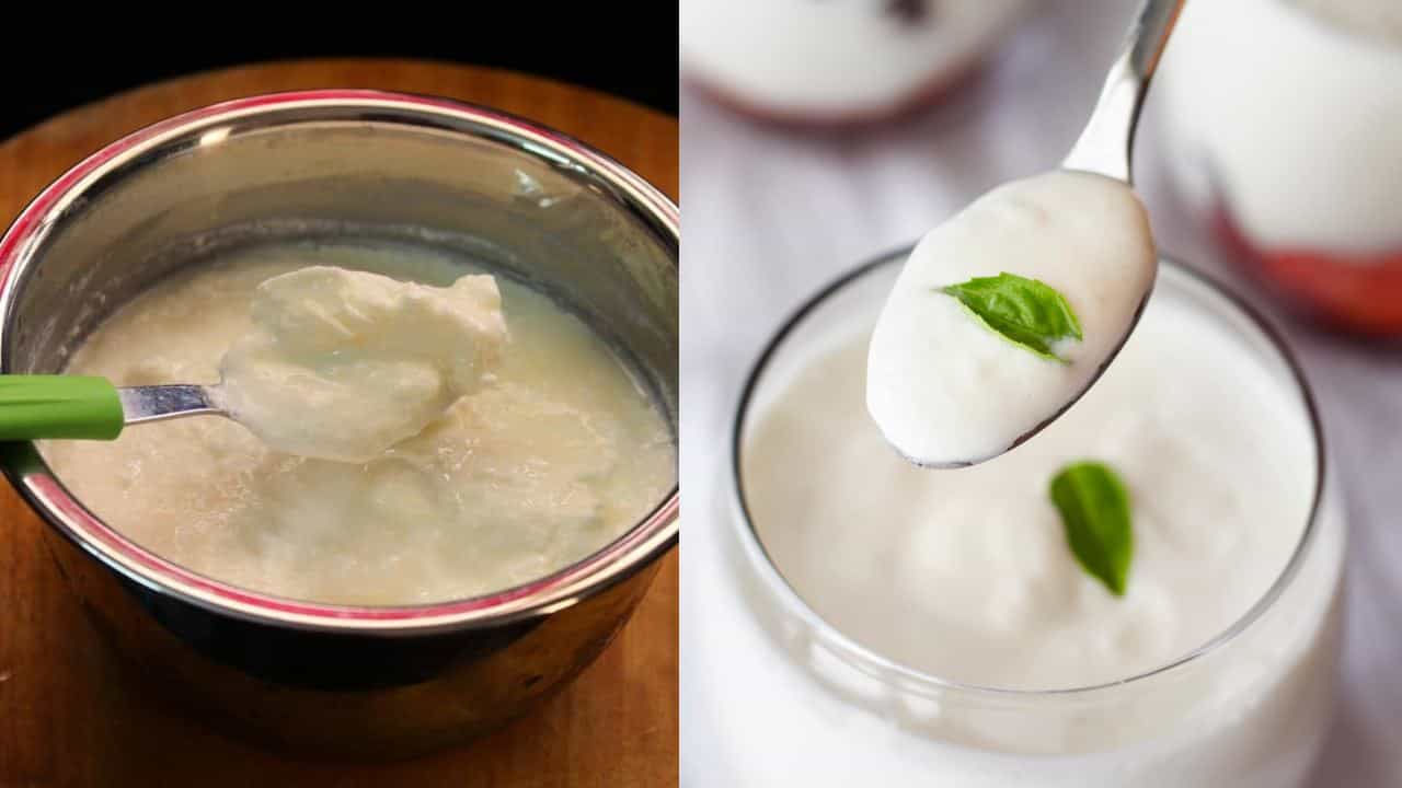 Yogurt vs Curd: தயிரும், யோகர்ட்டும் ஒன்றா..? வேறுபட்டவையா..? இதன் ஆரோக்கிய நன்மைகள் என்ன?