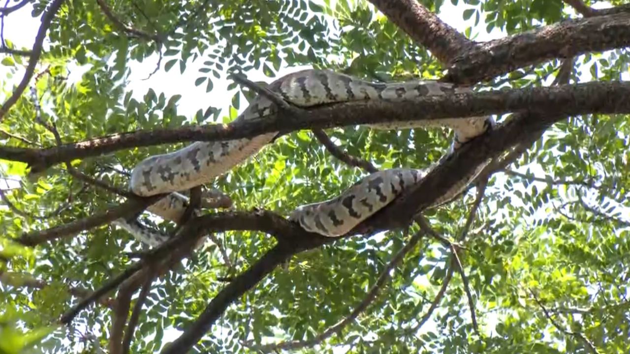 வீட்டின் முன்பு இருந்த மரத்தின் மீது ஏறிய ராட்சத மலைப்பாம்பு!