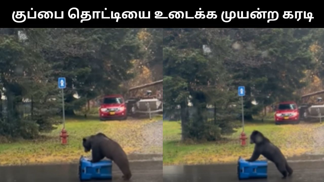 Viral Video : பிளாஸ்டிக் குப்பை தொட்டியை உடைக்க போராடிய கரடி.. கியூட் வீடியோ! Viral Video : பிளாஸ்டிக் குப்பை தொட்டியை உடைக்க போராடிய கரடி.. கியூட் வீடியோ!