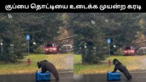 Viral Video : பிளாஸ்டிக் குப்பை தொட்டியை உடைக்க போராடிய கரடி.. கியூட் வீடியோ! Viral Video : பிளாஸ்டிக் குப்பை தொட்டியை உடைக்க போராடிய கரடி.. கியூட் வீடியோ!
