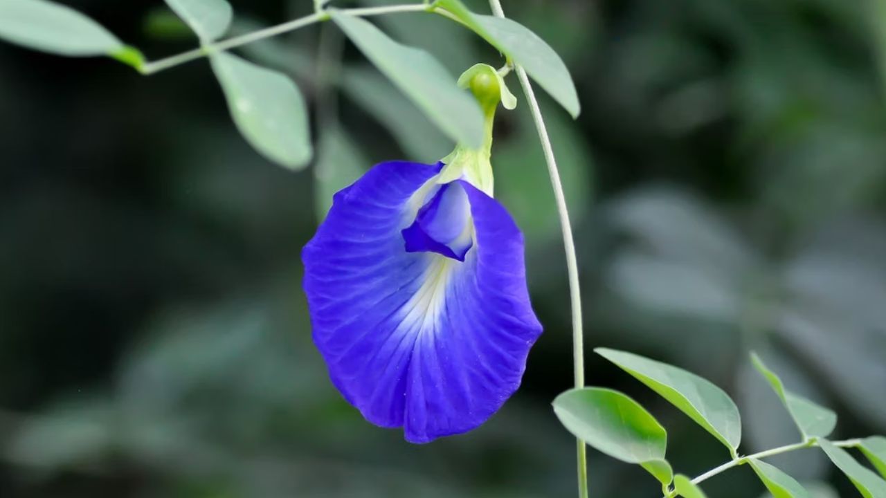 Health Tips: இதயம் முதல் அழகு வரை.. உடலில் சாகசம் செய்யும் சங்குப்பூ..!