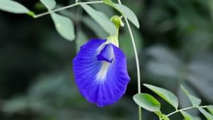 Health Tips: இதயம் முதல் அழகு வரை.. உடலில் சாகசம் செய்யும் சங்குப்பூ..! Health Tips: இதயம் முதல் அழகு வரை.. உடலில் சாகசம் செய்யும் சங்குப்பூ..!