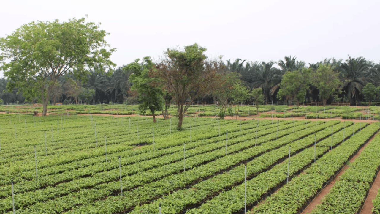 பெண்கள் நடத்தும் ஆசியாவின் மிகப்பெரிய நாற்றுப்பண்ணை – ஈஷா குழுமத்தின் புதிய சாதனை பெண்கள் நடத்தும் ஆசியாவின் மிகப்பெரிய நாற்றுப்பண்ணை – ஈஷா குழுமத்தின் புதிய சாதனை