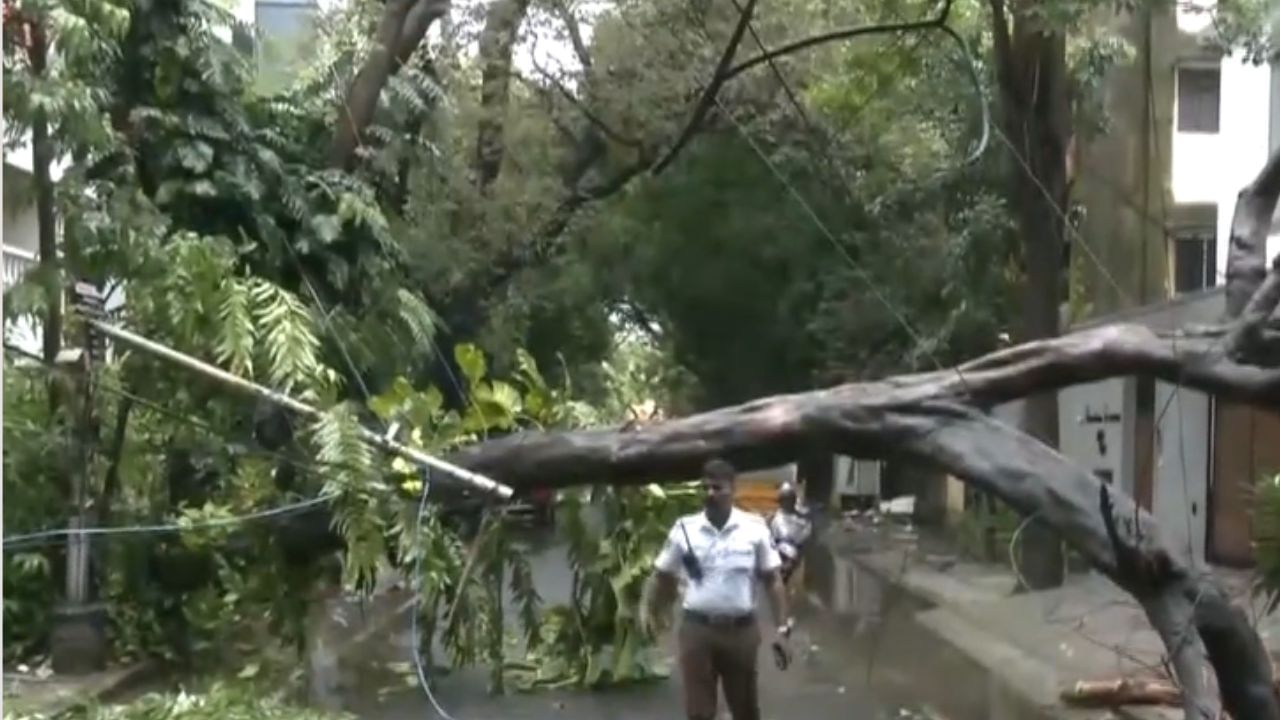 Chennai Rains : சென்னையில் வெளுத்த மழை.. முறிந்த மரங்கள்!