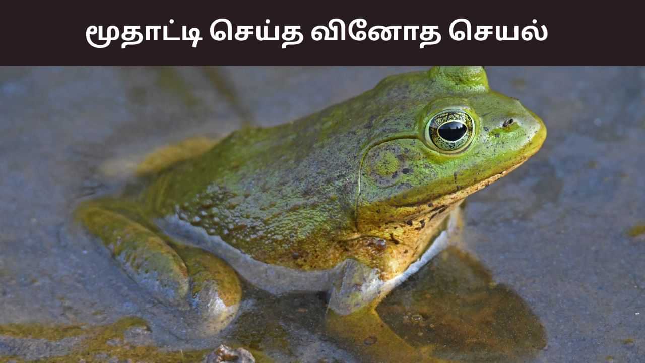 தீராத முதுகுவலி.. 8 தவளைகளை உயிருடன் விழுங்கிய மூதாட்டி.. அடுத்து நடந்த ஷாக்! தீராத முதுகுவலி.. 8 தவளைகளை உயிருடன் விழுங்கிய மூதாட்டி.. அடுத்து நடந்த ஷாக்!