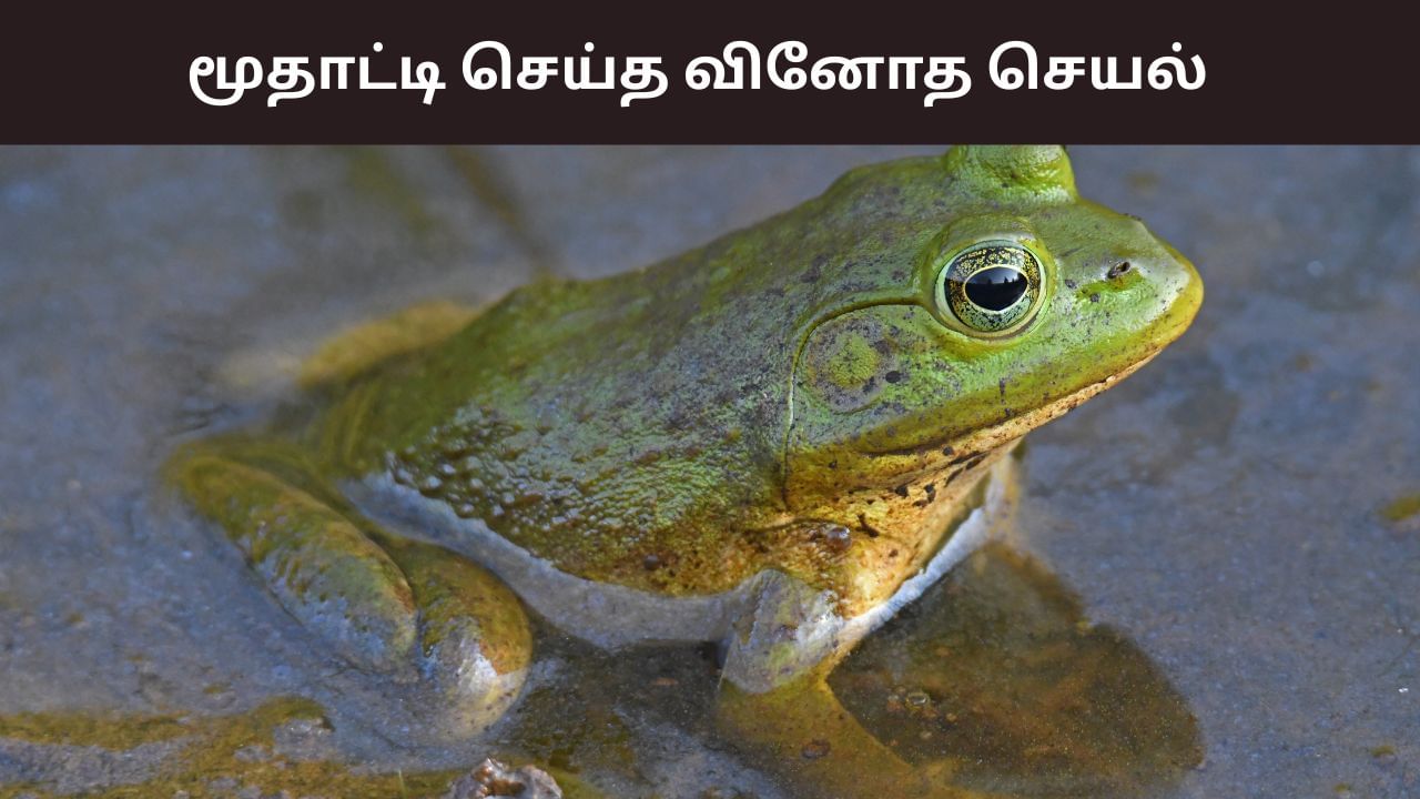 தீராத முதுகுவலி.. 8 தவளைகளை உயிருடன் விழுங்கிய மூதாட்டி.. அடுத்து நடந்த ஷாக்!