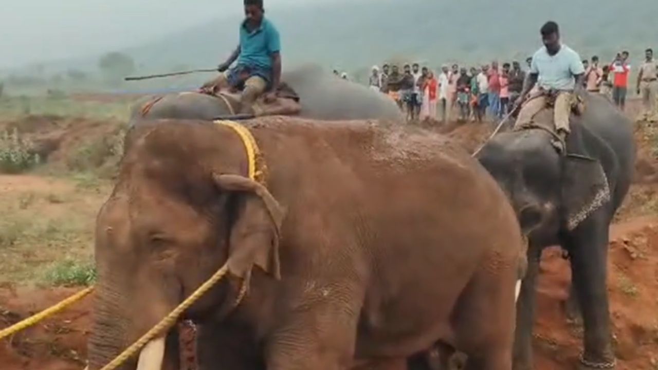 போக்குகாட்டிய காட்டு யானை.. கும்கிகள் செய்த நச் சம்பவம் போக்குகாட்டிய காட்டு யானை.. கும்கிகள் செய்த நச் சம்பவம்