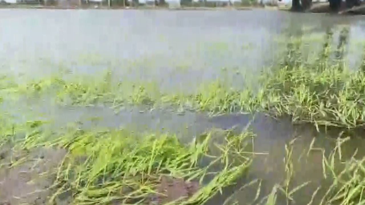 கொட்டித் தீர்த்த கனமழை.. நீரில் மூழ்கி சேதமான நெற்பயிர்கள்!