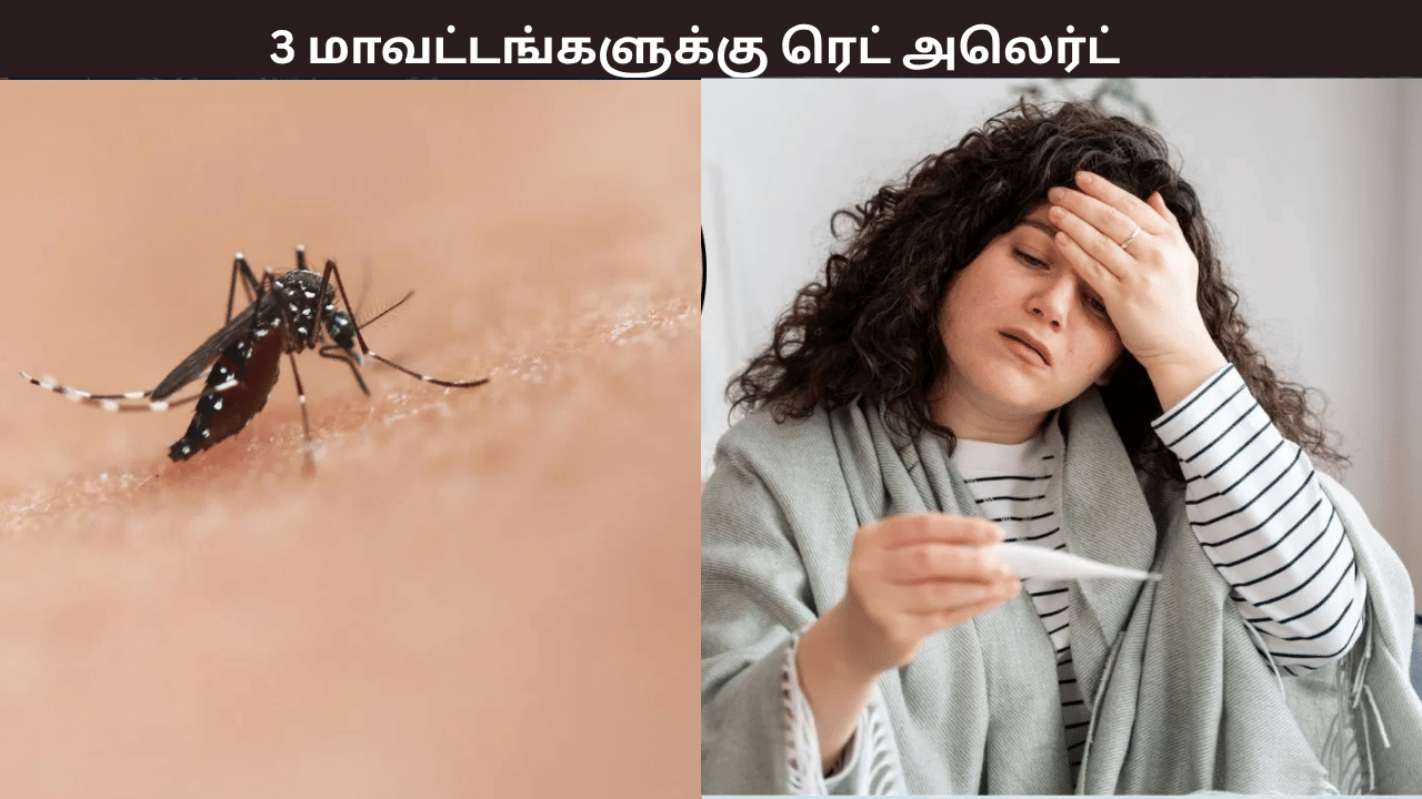 அதிகரிக்கும் டெங்கு காய்ச்சல் – இந்த 3 மாவட்டங்களுக்கு ரெட் அலெர்ட் – எப்படி பாதுகாத்துக்கொள்வது? அதிகரிக்கும் டெங்கு காய்ச்சல் – இந்த 3 மாவட்டங்களுக்கு ரெட் அலெர்ட் – எப்படி பாதுகாத்துக்கொள்வது?
