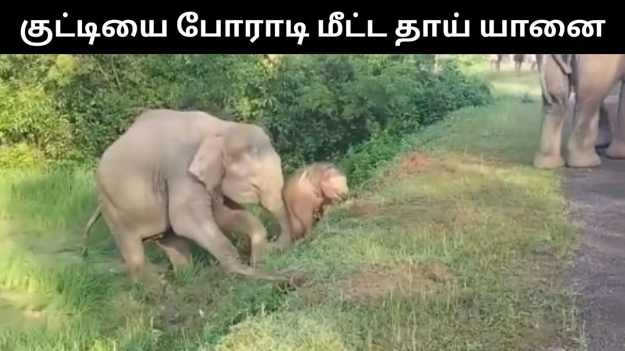 Viral Video : சாலையோரத்தில் விழுந்த குட்டி யானை.. பதறிப்போன தாய் யானை.. அடுத்து நடந்தது என்ன? Viral Video : சாலையோரத்தில் விழுந்த குட்டி யானை.. பதறிப்போன தாய் யானை.. அடுத்து நடந்தது என்ன?