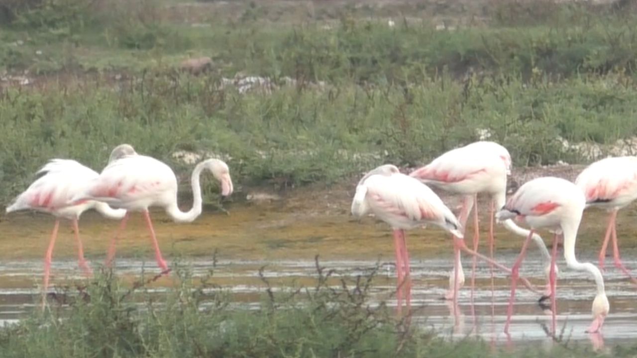 ஜில் ஜில் தூத்துக்குடி.. வலசை வரும் வெளிநாட்டு பறவைகள்!