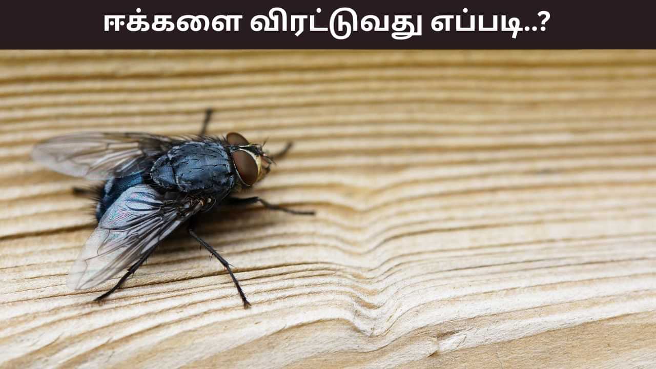 Rainy Season: மழைக்காலத்தில் வீட்டிற்குள் ஆங்காங்கே ஈக்களா..? எளிதாக விரட்டுவது எப்படி..?