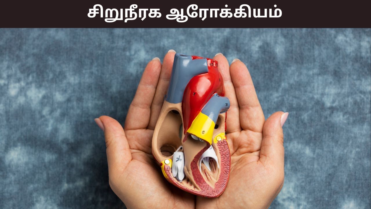 Health Tips: சிறுநீரகங்கள் நலமாக உள்ளதா? இந்த அறிகுறி தெளிவுபடுத்தும்..!
