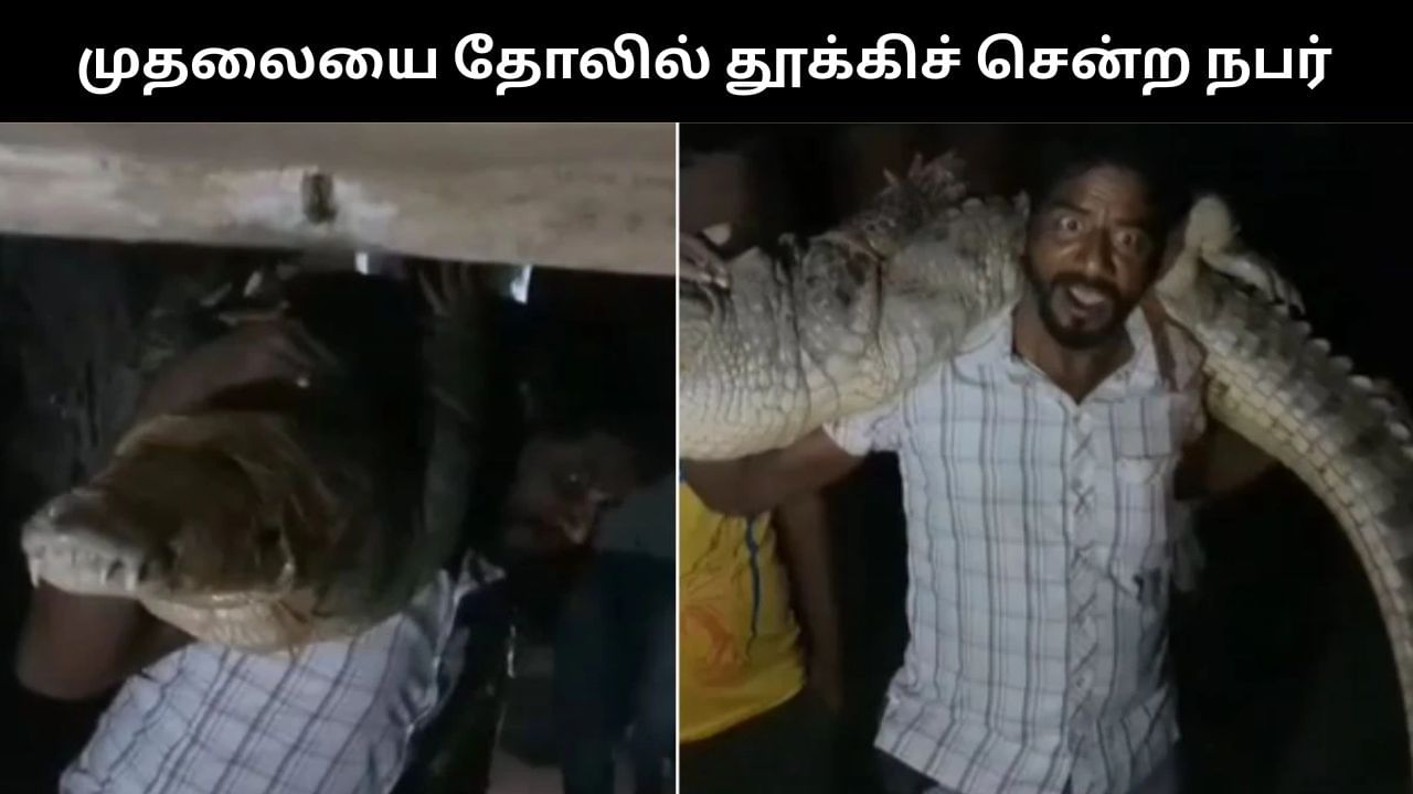 Viral Video : மீட்பு பணிக்கு வராமல் தாமதமாக்கிய அதிகாரிகள்.. 80 கிலோ எடை கொண்ட முதலையை தோலில் சுமந்த நபர்!